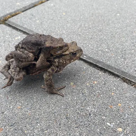 Godstrup - Cafe Og Restaurant Den Gamle Stald Frühstückspension Herning