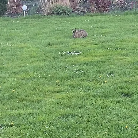 Frühstückspension Godstrup - Cafe Og Restaurant Den Gamle Stald Herning